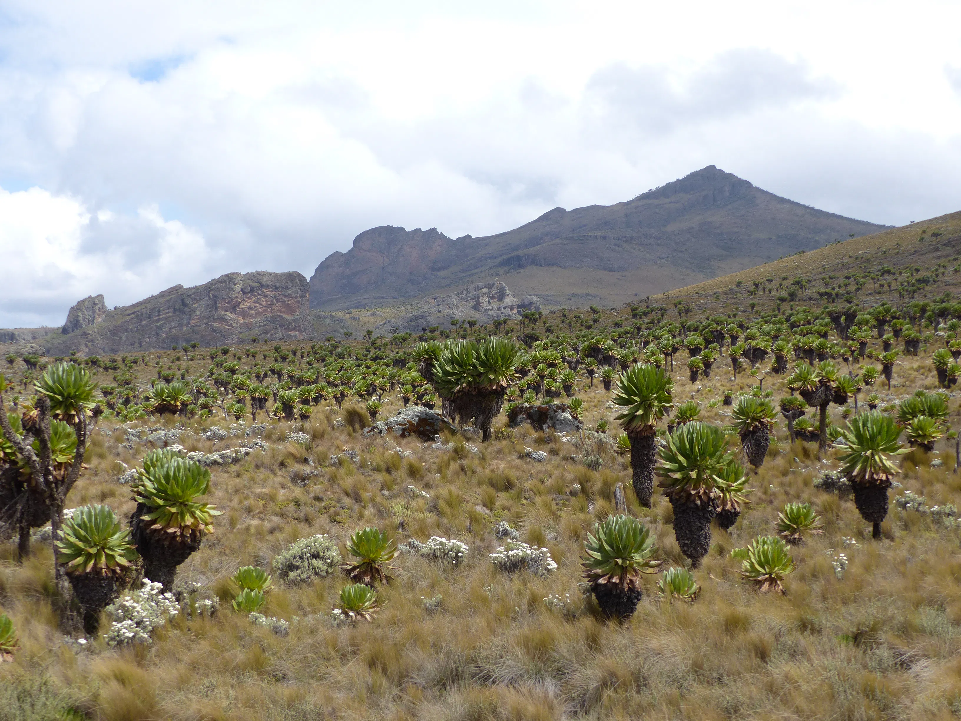 Mount Elgon, 4,321m — A gentle giant with one of the world's largest volcanic calderas, welcoming climbers of all levels. · Wikimedia Commons / CC-BY-SA