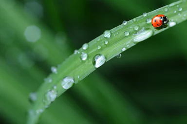 15 Key Facts and Statistics About Acid Rain | Arcadia