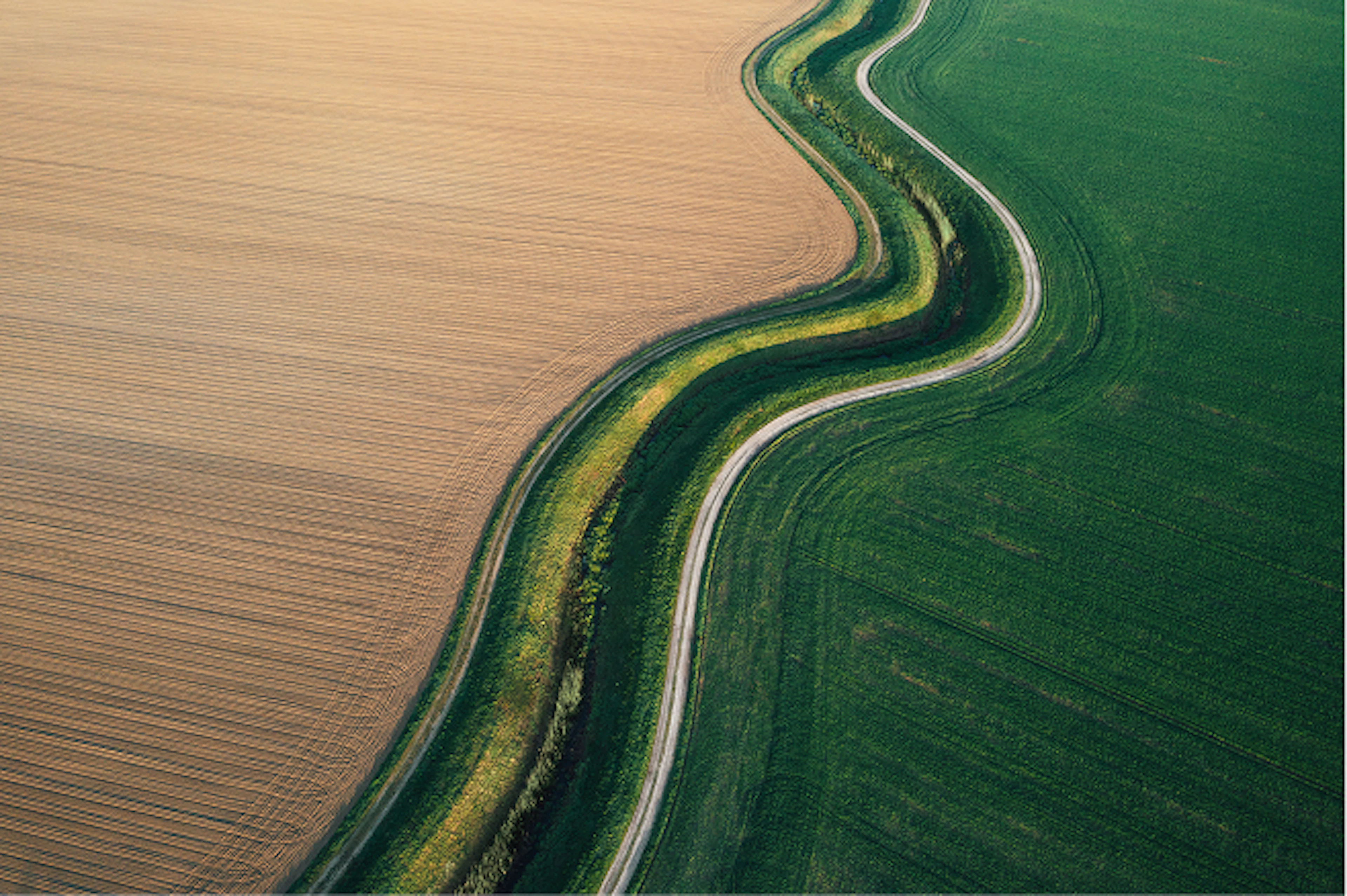 Road through field of wheat and grass