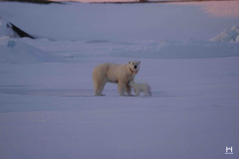 Arctic Circle, Hearts in the Ice, Polar Bear and its cub 