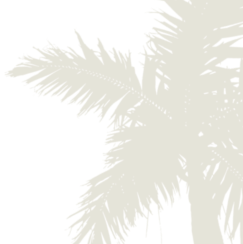 ombre palmier arbre background