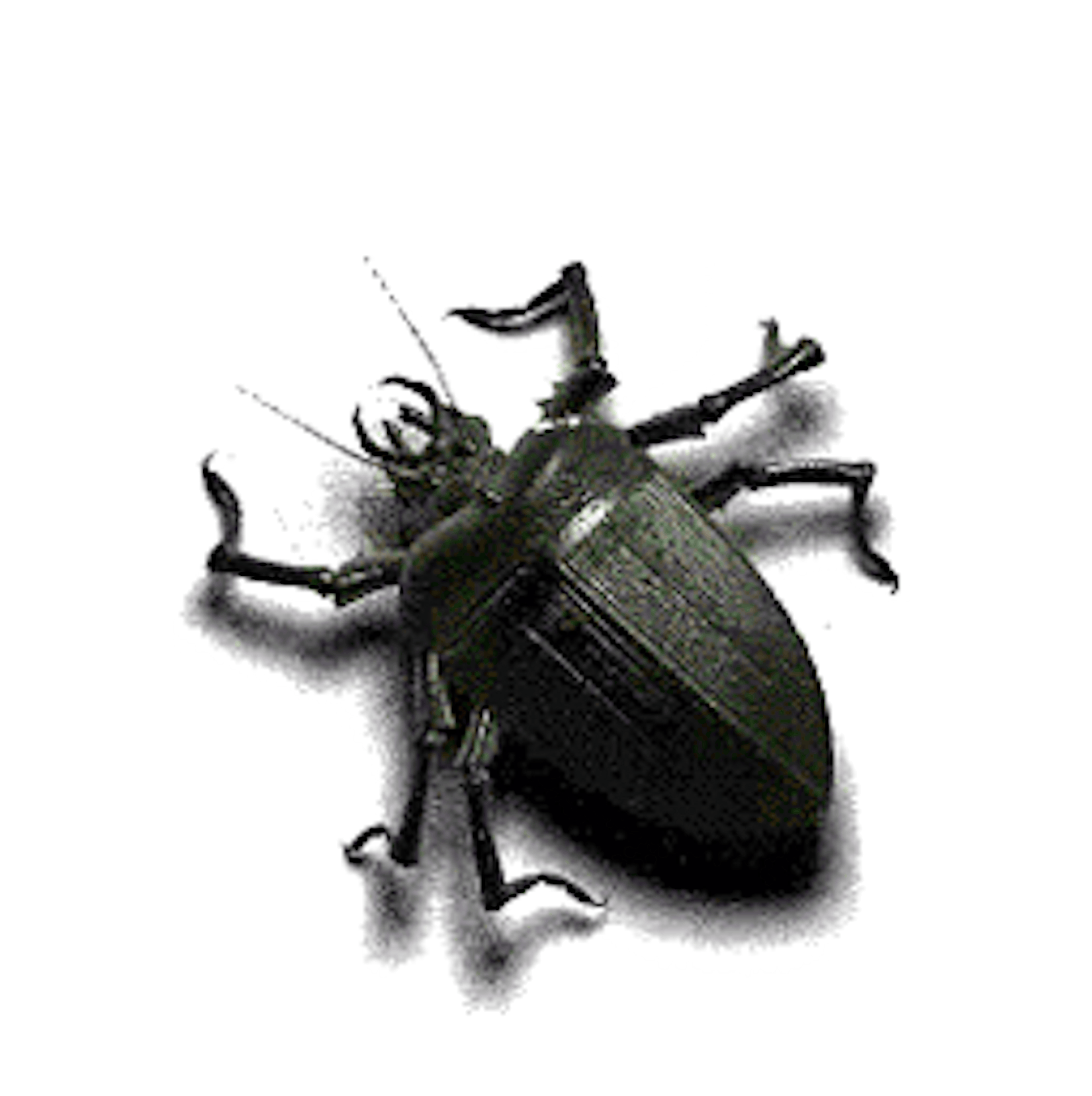 Catch that bug!