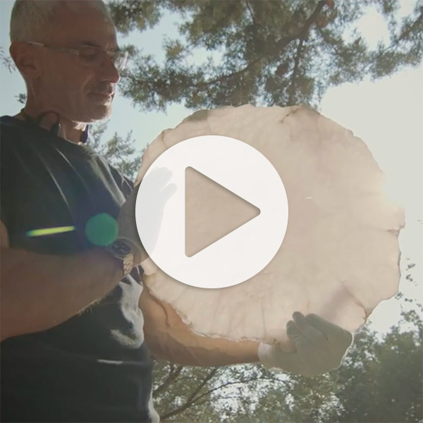 Emotional Intelligence in Art