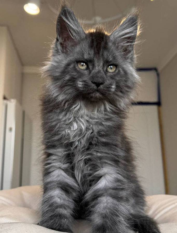 Male polydactyl