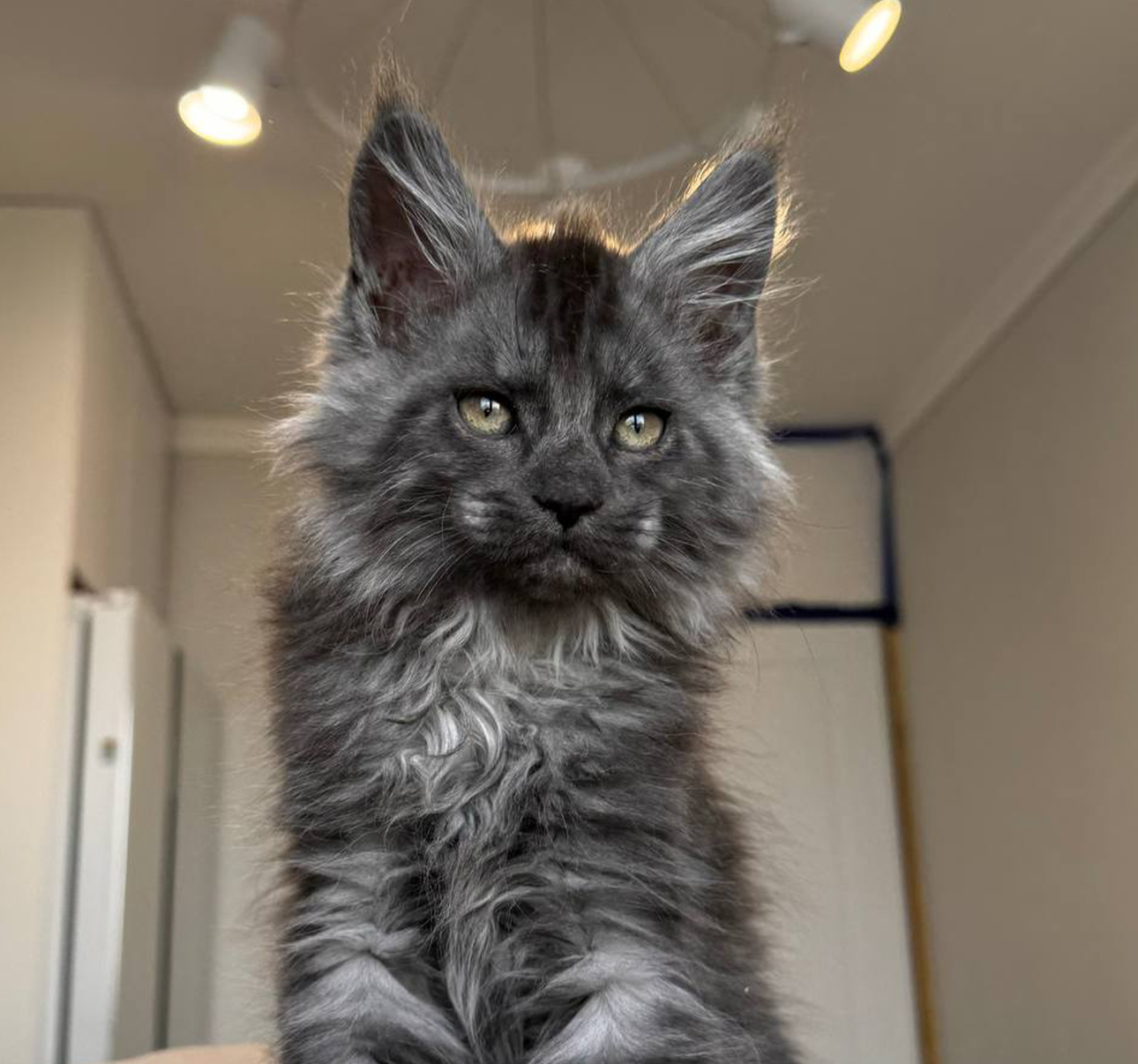 Male polydactyl