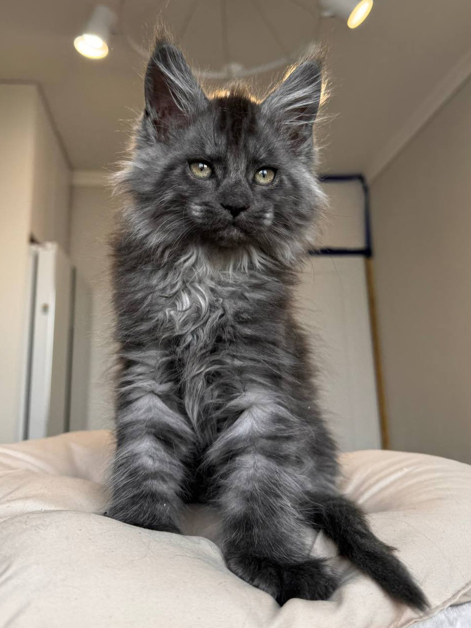Male polydactyl