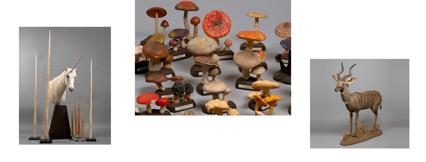 Trophée De Taxidermie - Cornes De Bélier - Objet De Cabinet De Curiosité Occasion