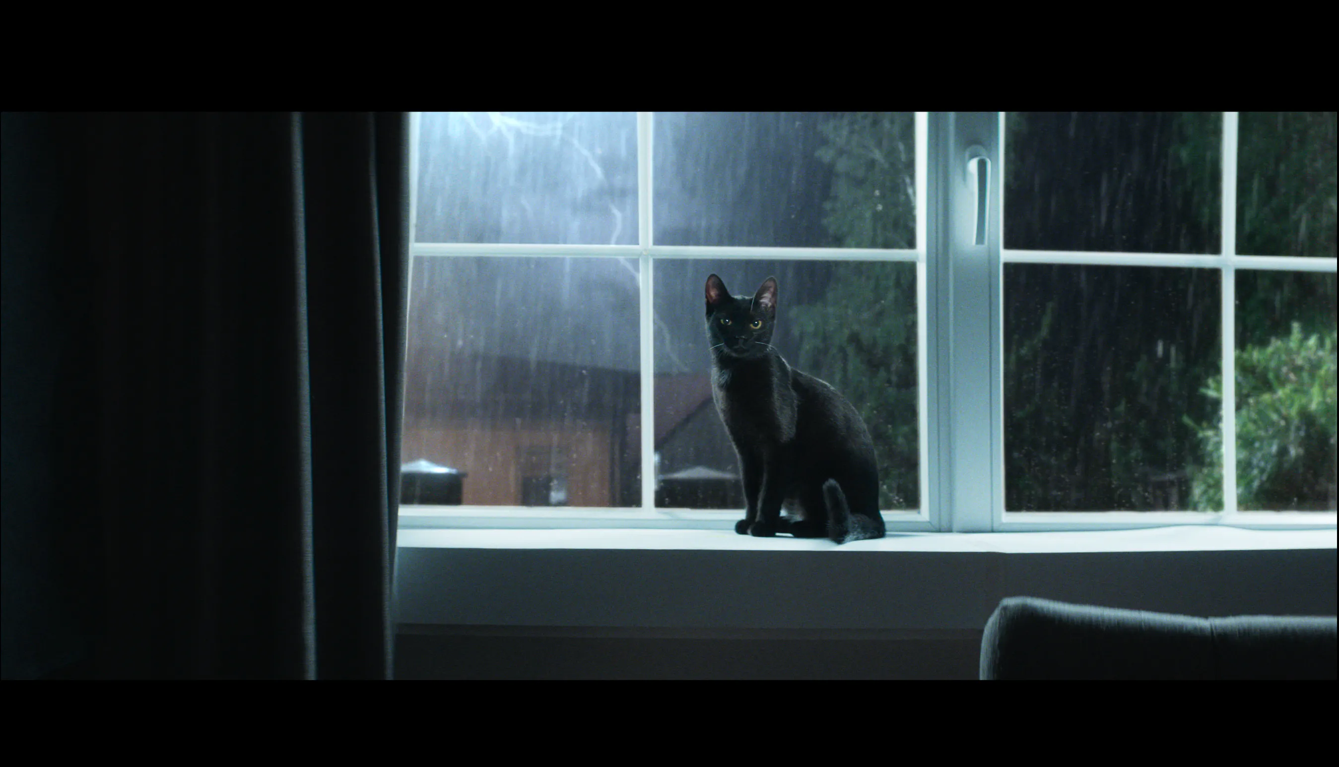 Black Cat