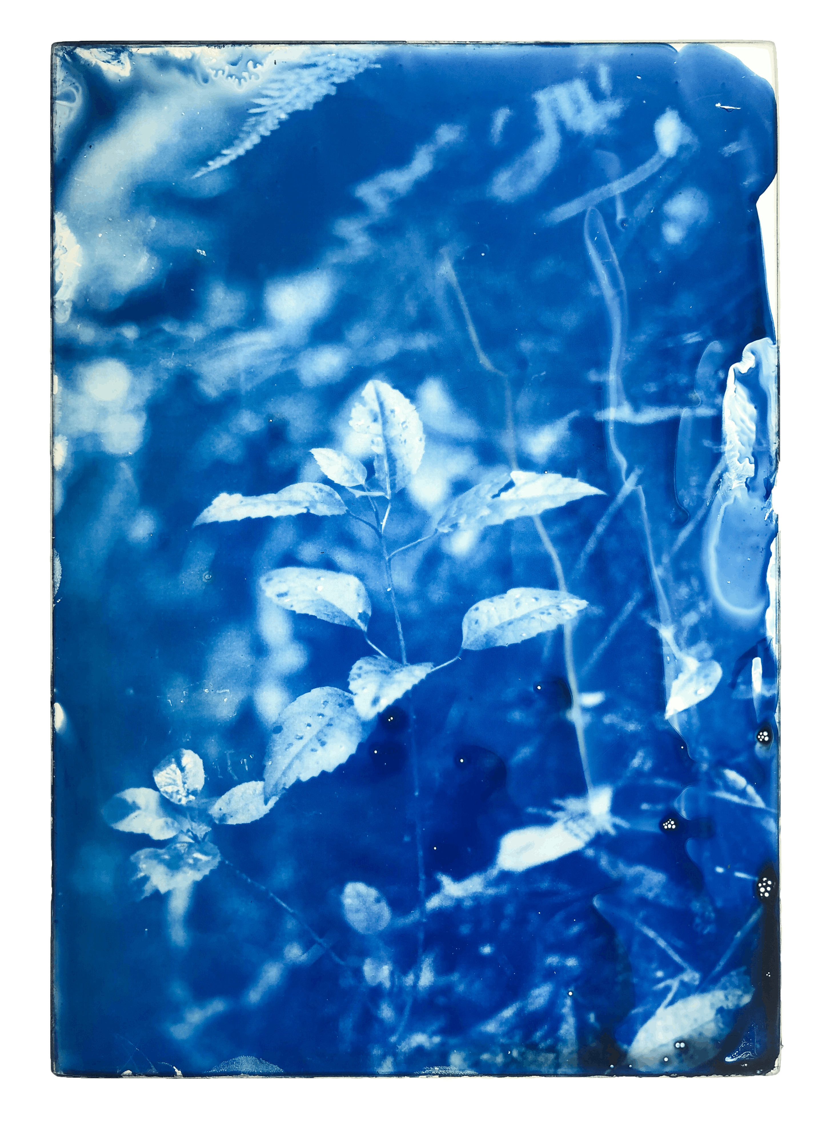 'Glass Bloom 1', 2022. A glass cyanotype by Chloe Mason.