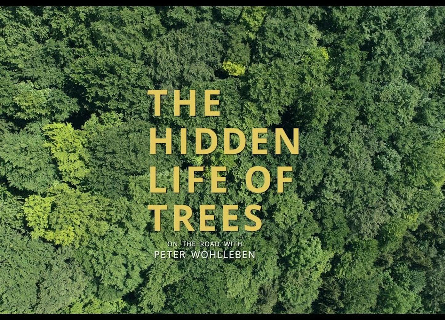 artsPlace The Hidden Life of Trees artsPlace The Hidden Life of Trees