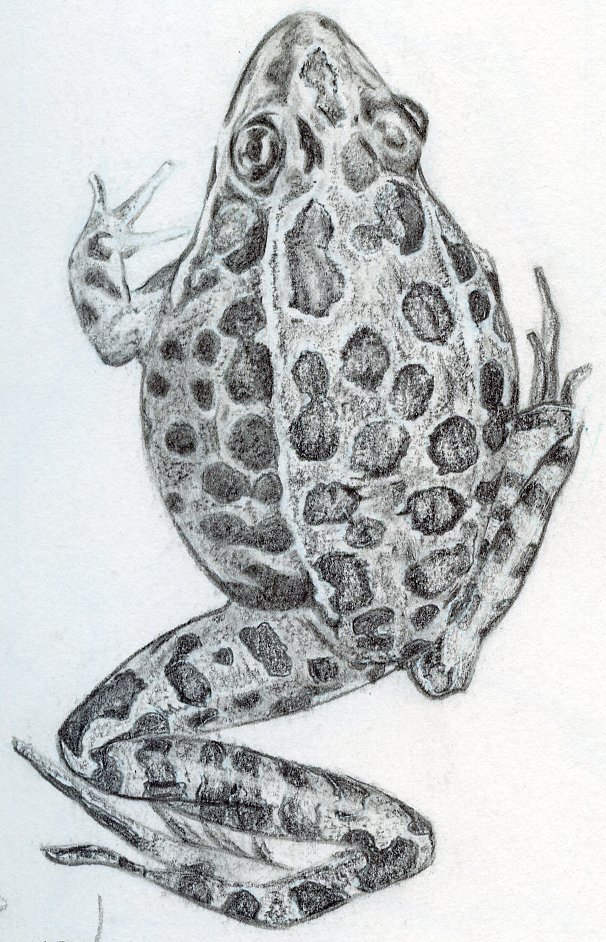 a drawing of a frog