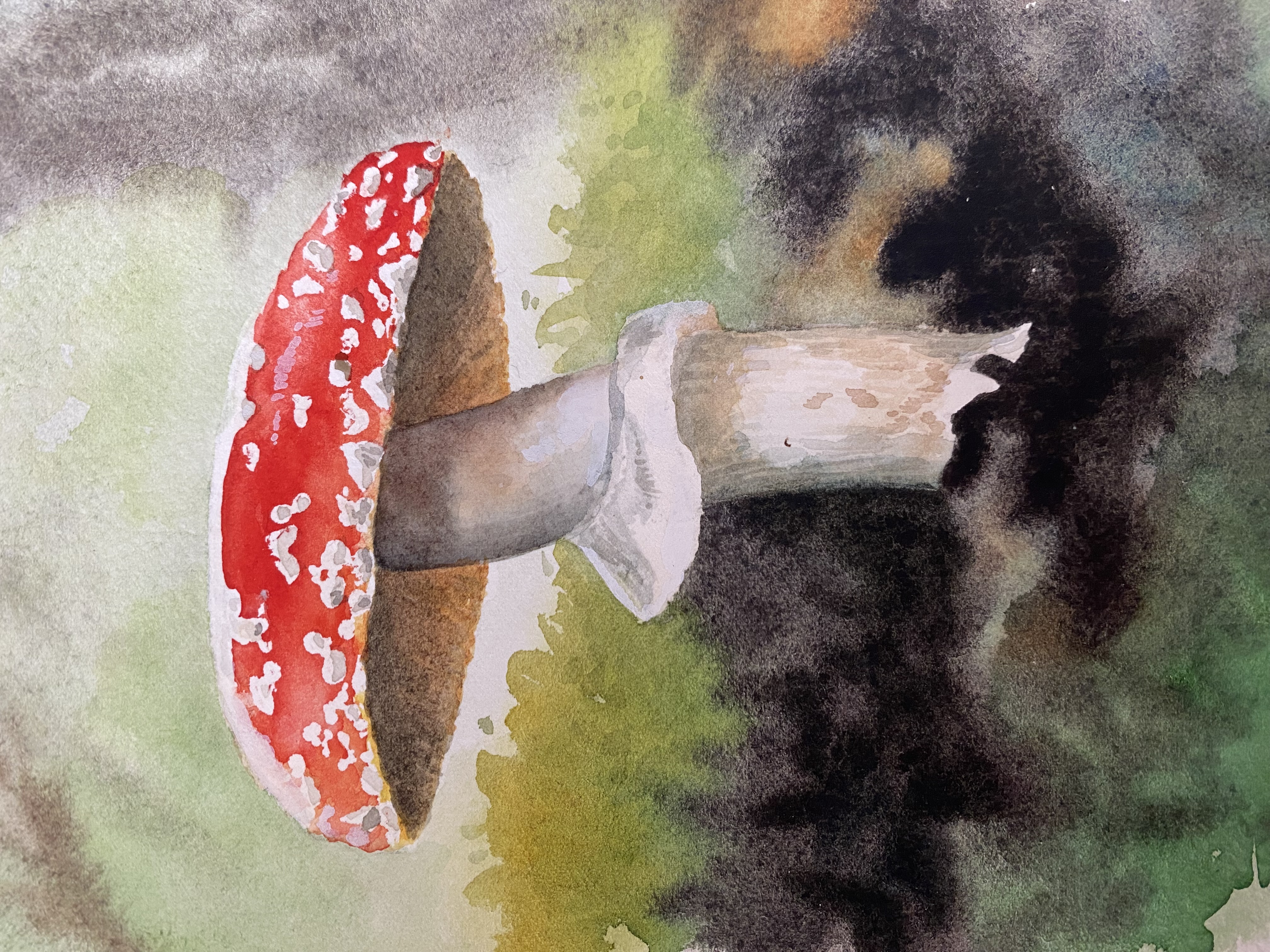 Featured image for Watercolour Mushrooms *NEW*