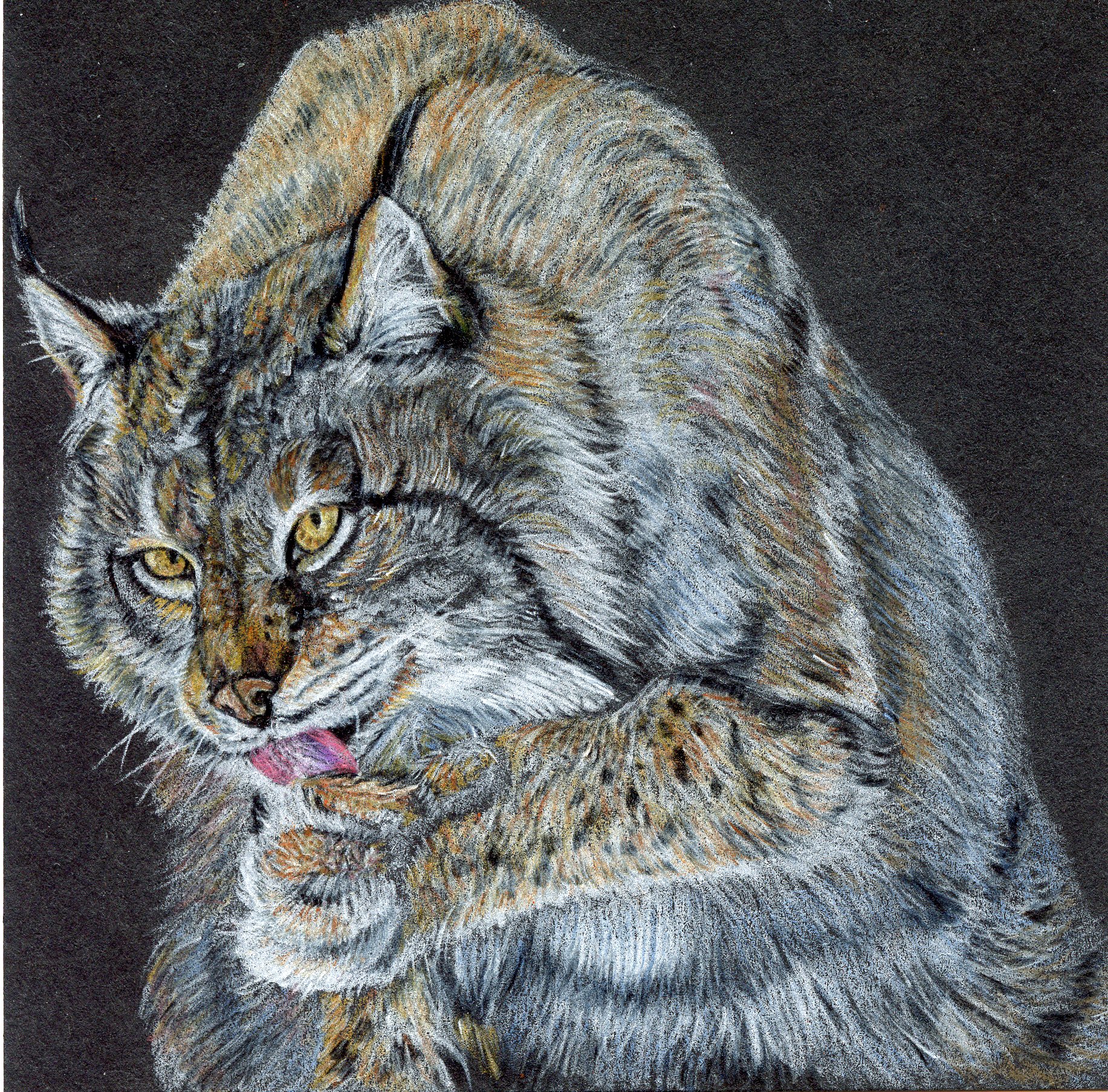a drawing of a lynx