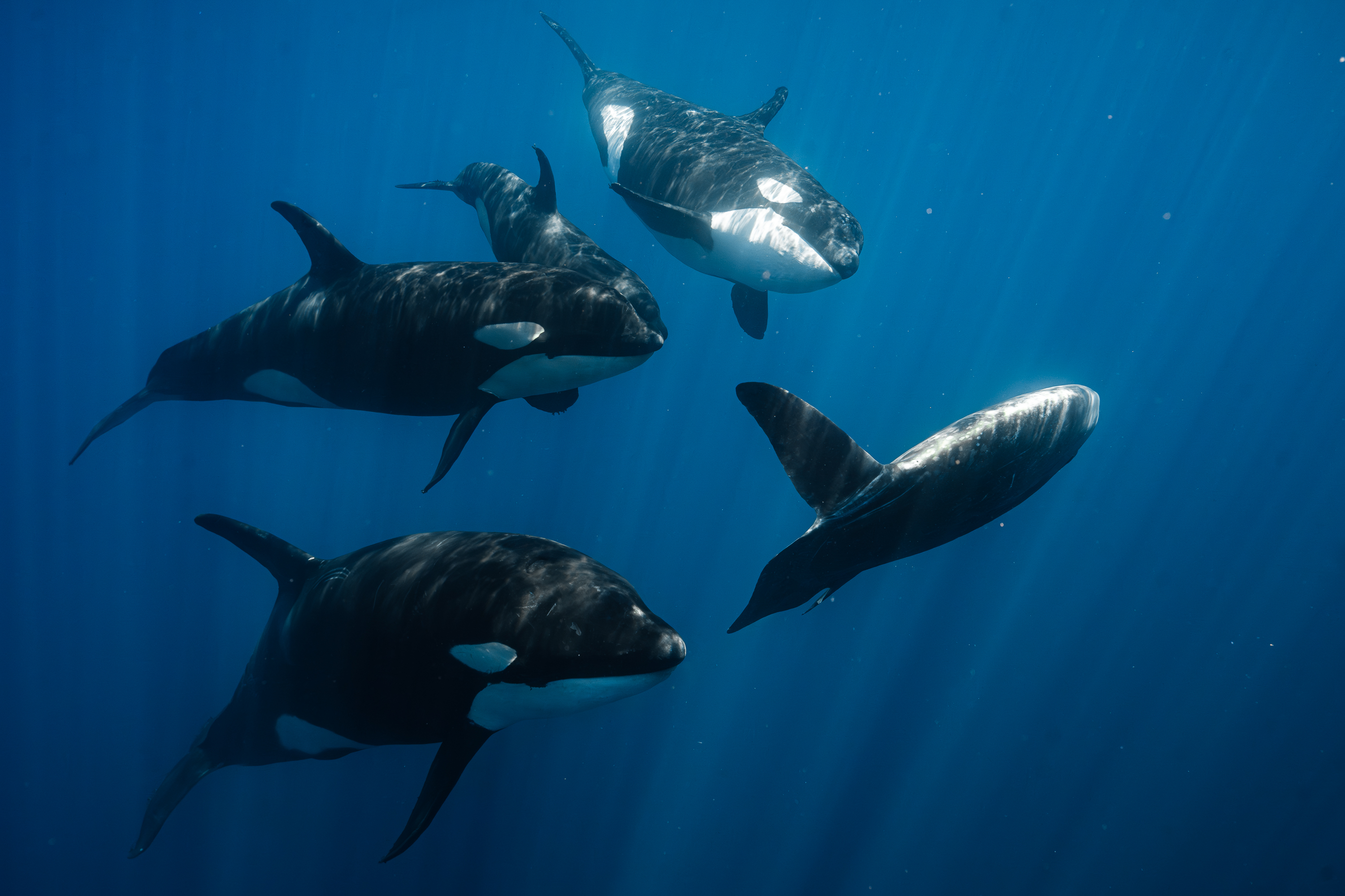 Featured image for One Ocean Film Tour Vol.6