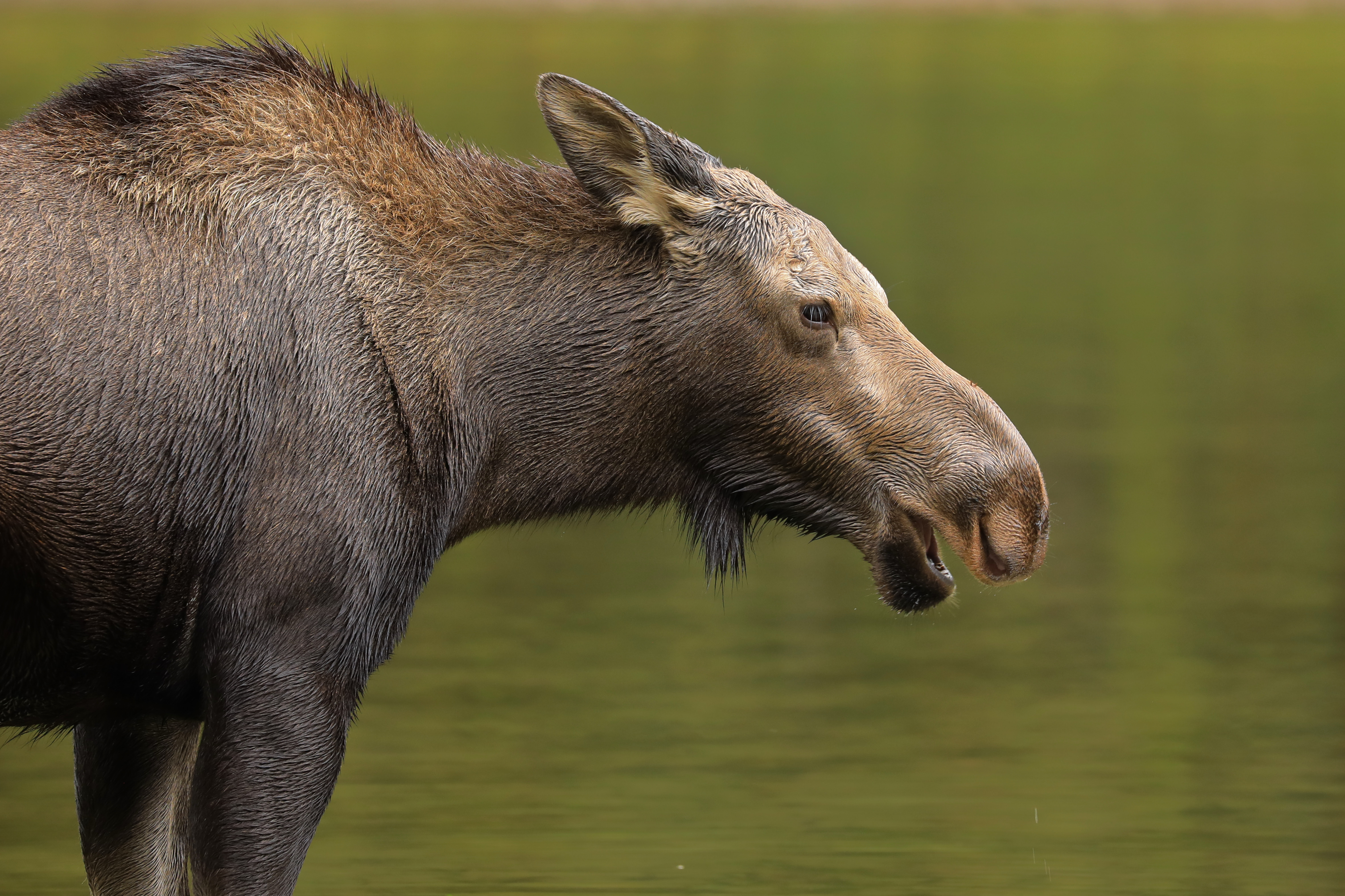 moose
