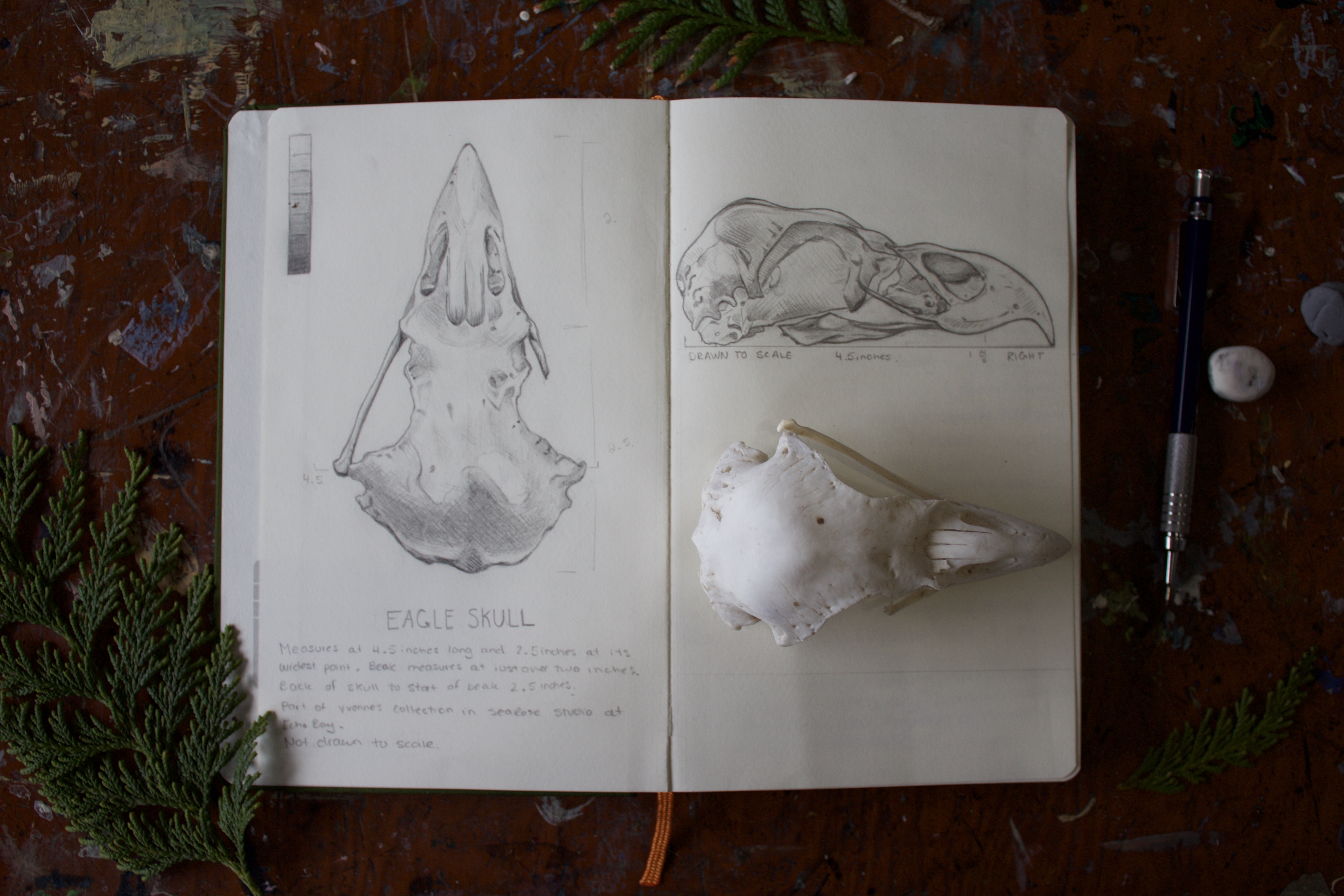 a photo of a sketch book with skull drawings
