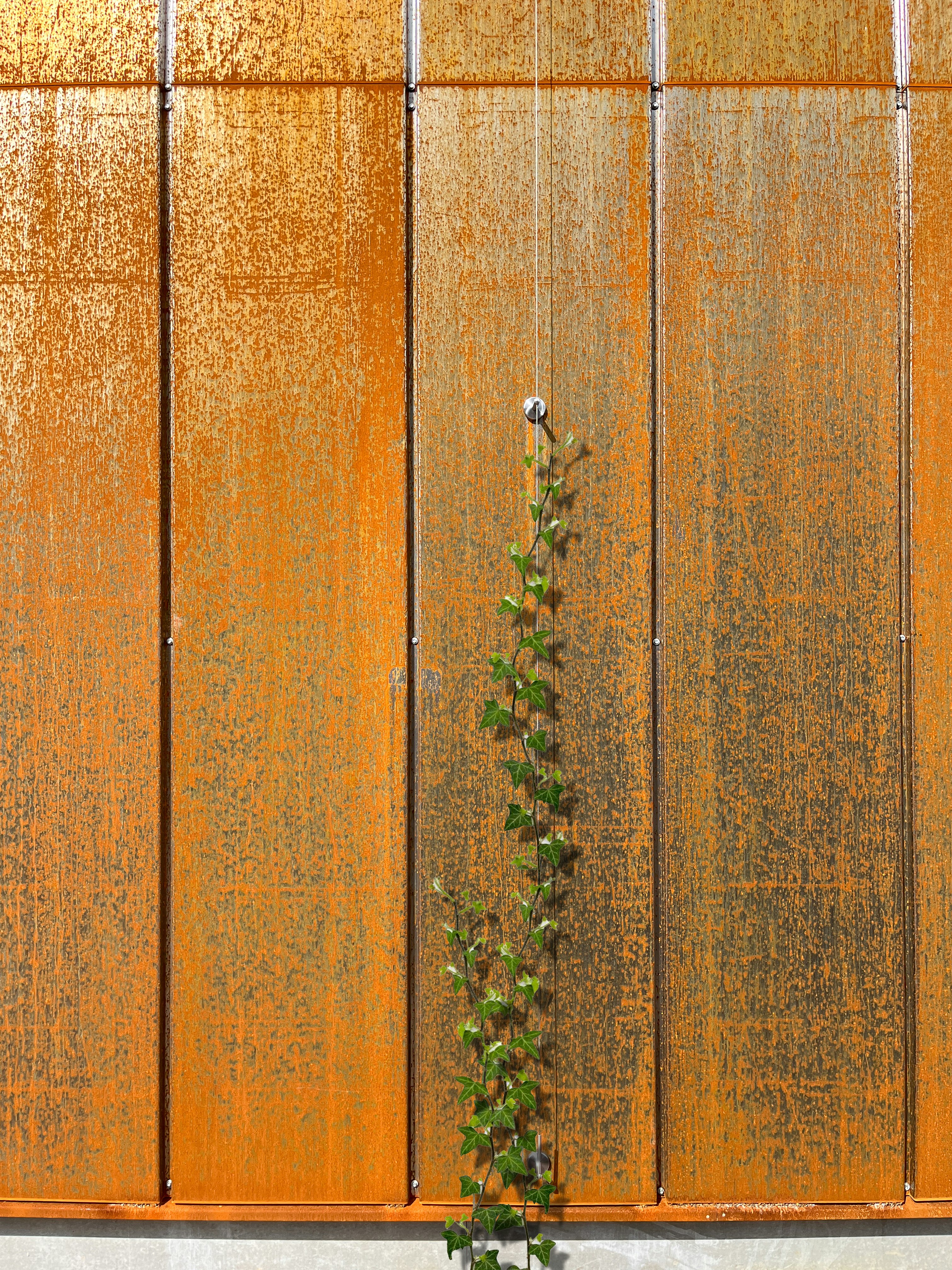 Detaljfoto av cortenfasad med klätterväxt i Vallhusen Hjulsbro, utformat av arkitektkontor Ascape Arkitektur.