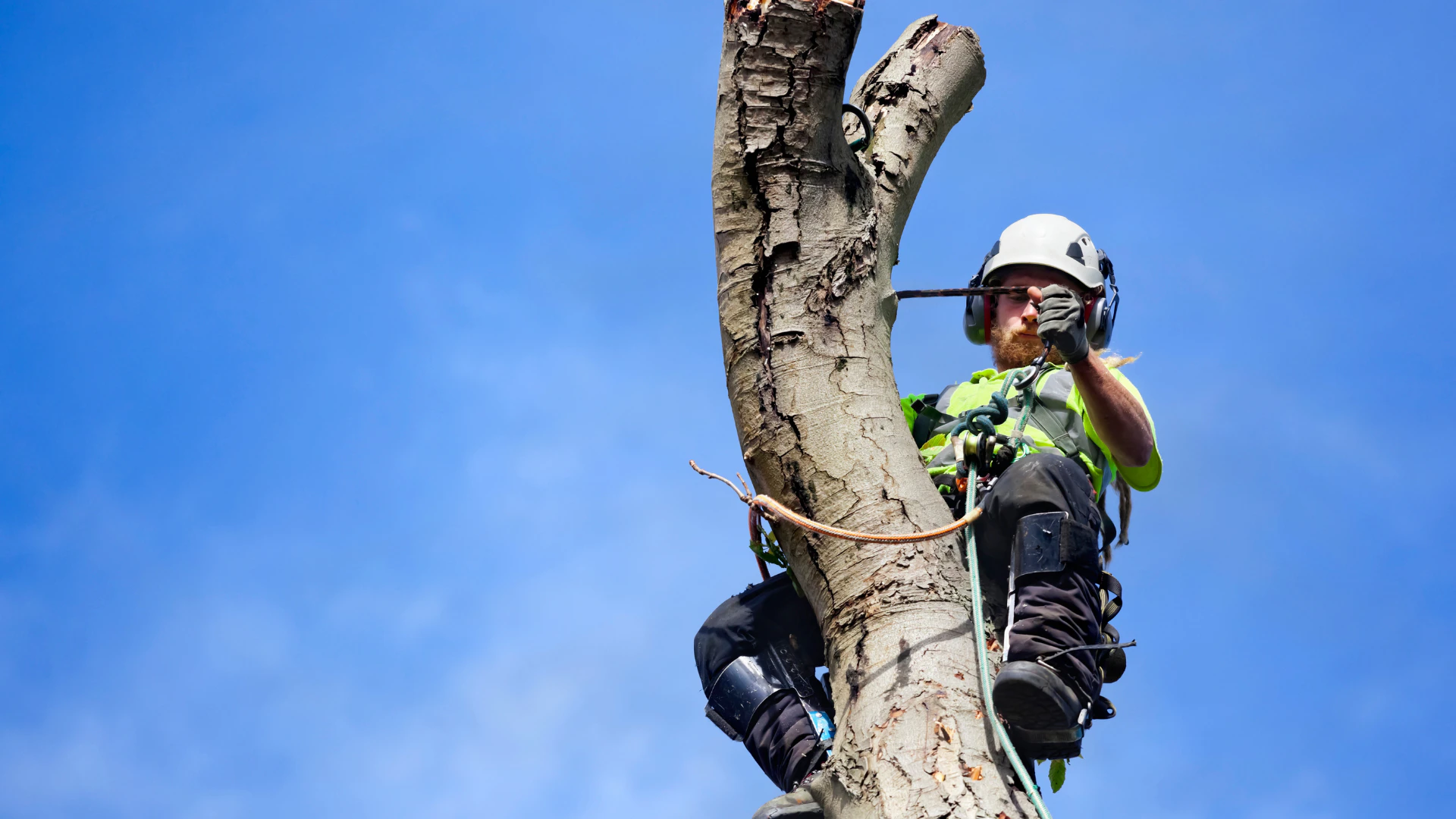 Elagage arbre espaces verts asl