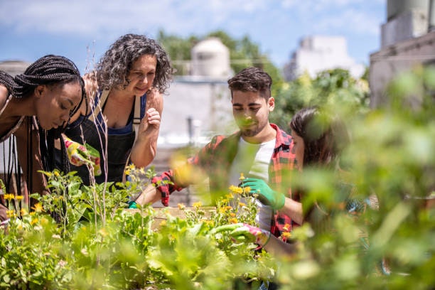 Photo de colotis dans le potager commun de l'ASL