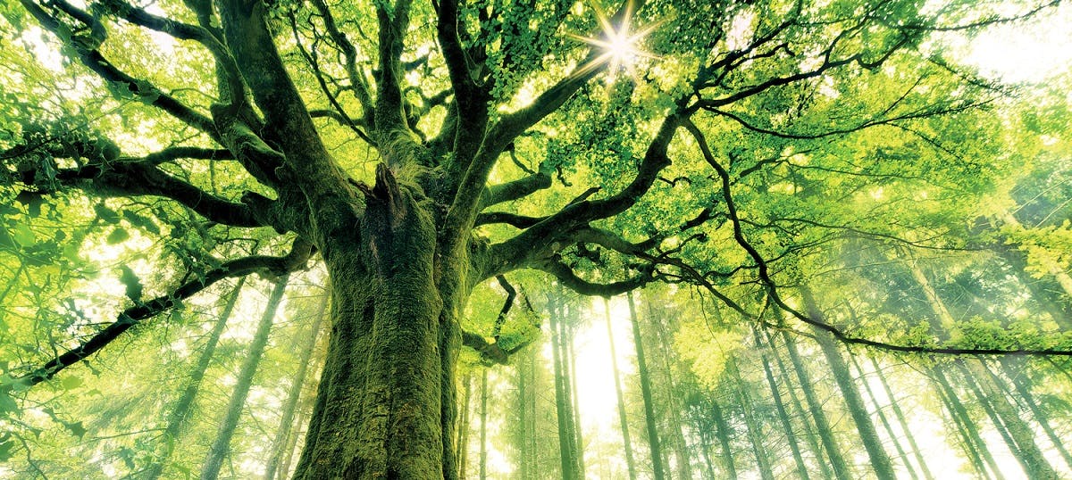 The Old Willow Tree