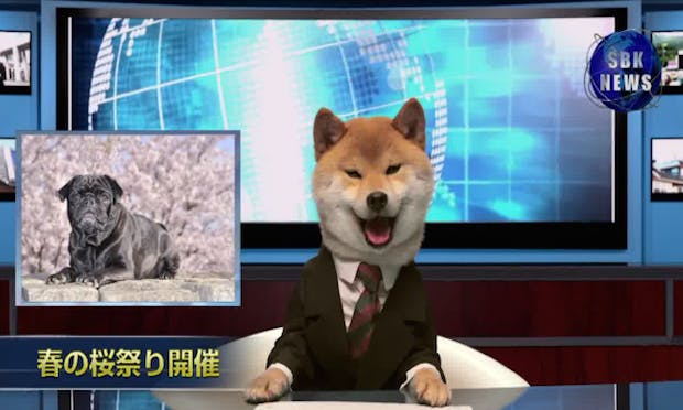 Legal Studies: get as much news in as you can