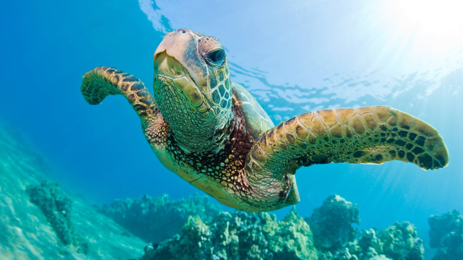 Climate change is turning turtles into girls