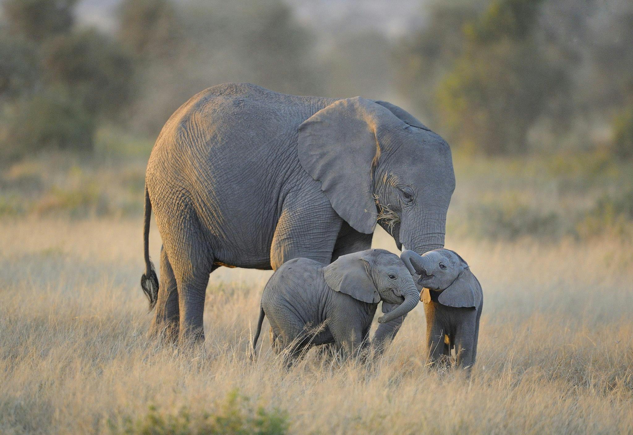 5 endangered species that have had some good news