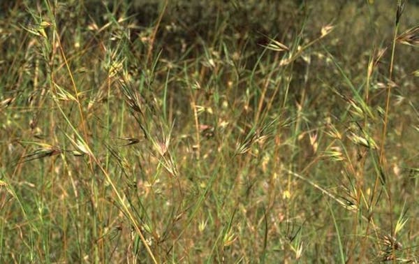 SCIENCE: Grasses For Grains is greening our kitchens