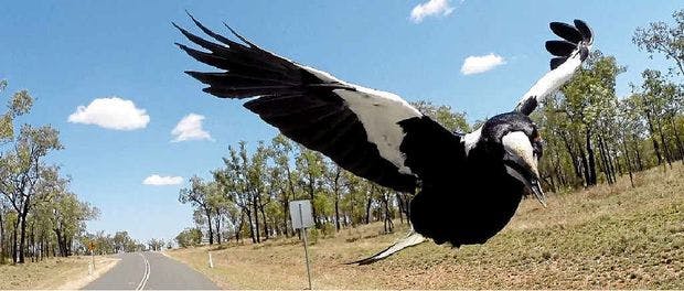 One way to deal with magpies
