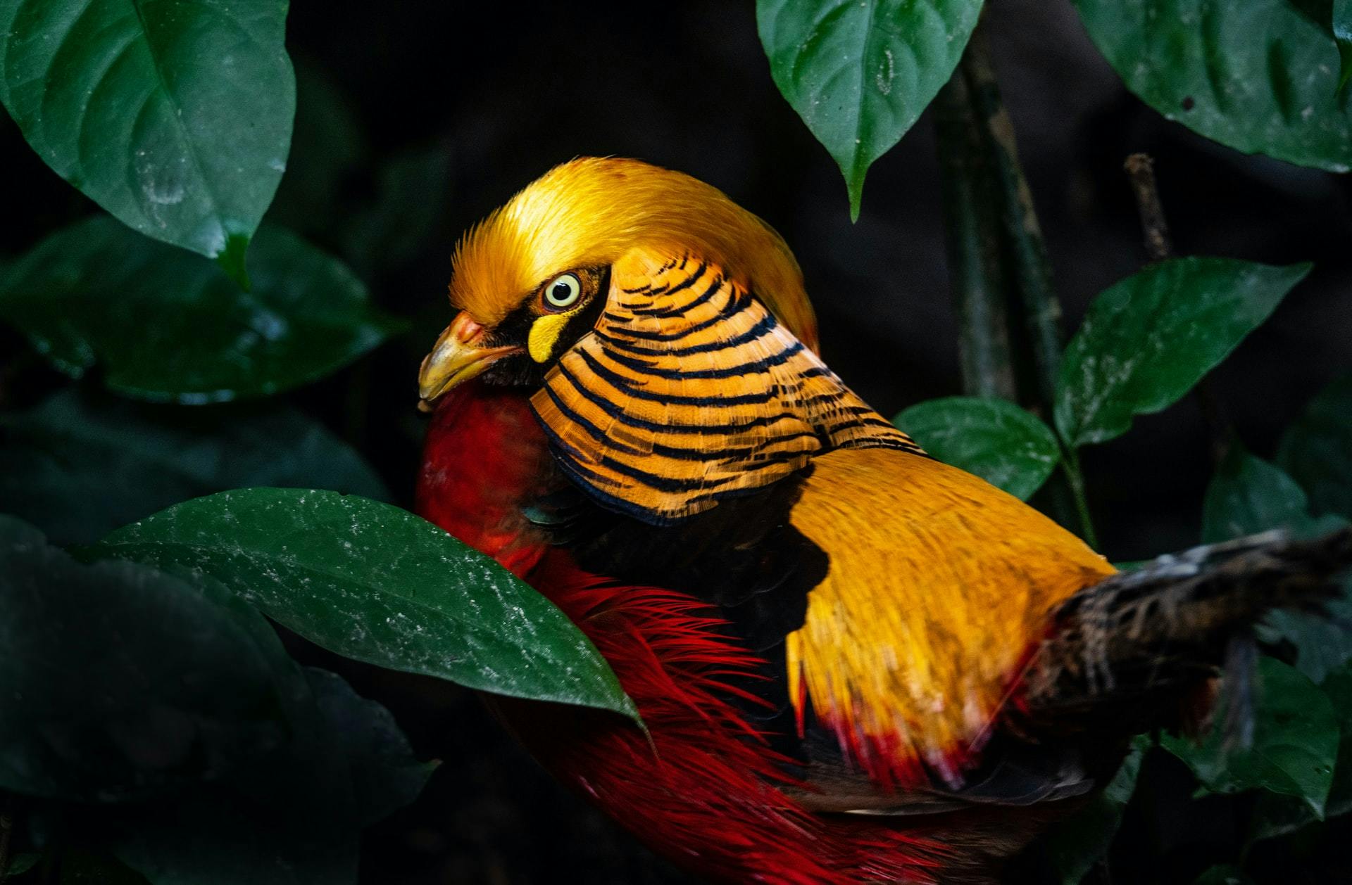 A colorful bird