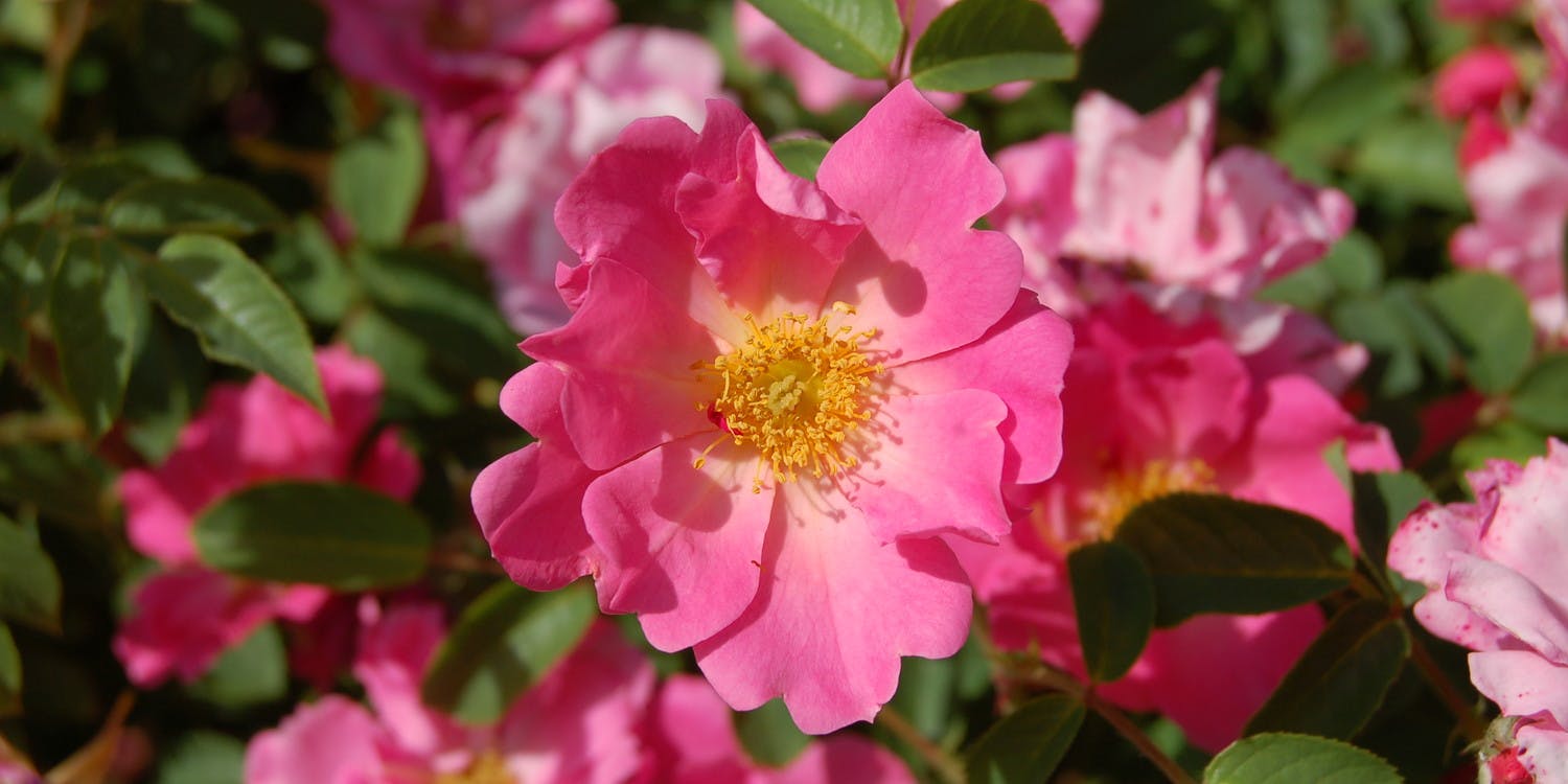 Rosen "Astrid Lindgren"