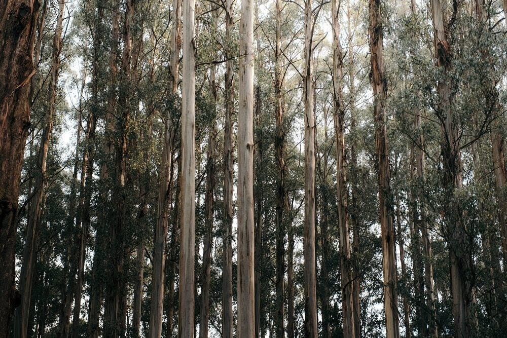 forêt d’arbre d’eucalyptus pour la fabrication de matière tencel lyocell
