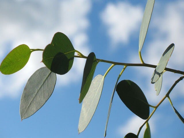 feuilles d’arbres d’eucalyptus