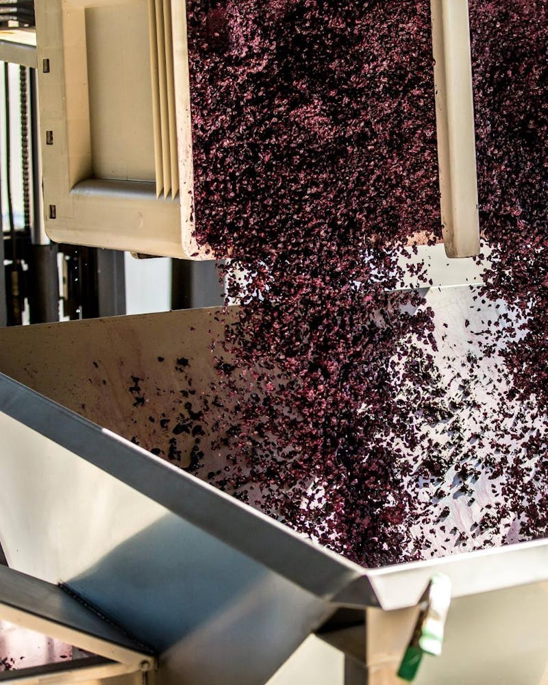 marc de raisin pour fabriquer le cuir de raisin de la ceinture rosie atelier unes