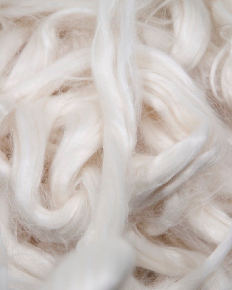 fibres d'eucalyptus qui permettent de fabriquer du tencel