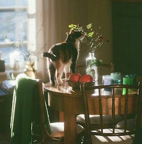 chat plante ambiance cocooning comme inspiration pour une robe cintrée en velours automne hiver