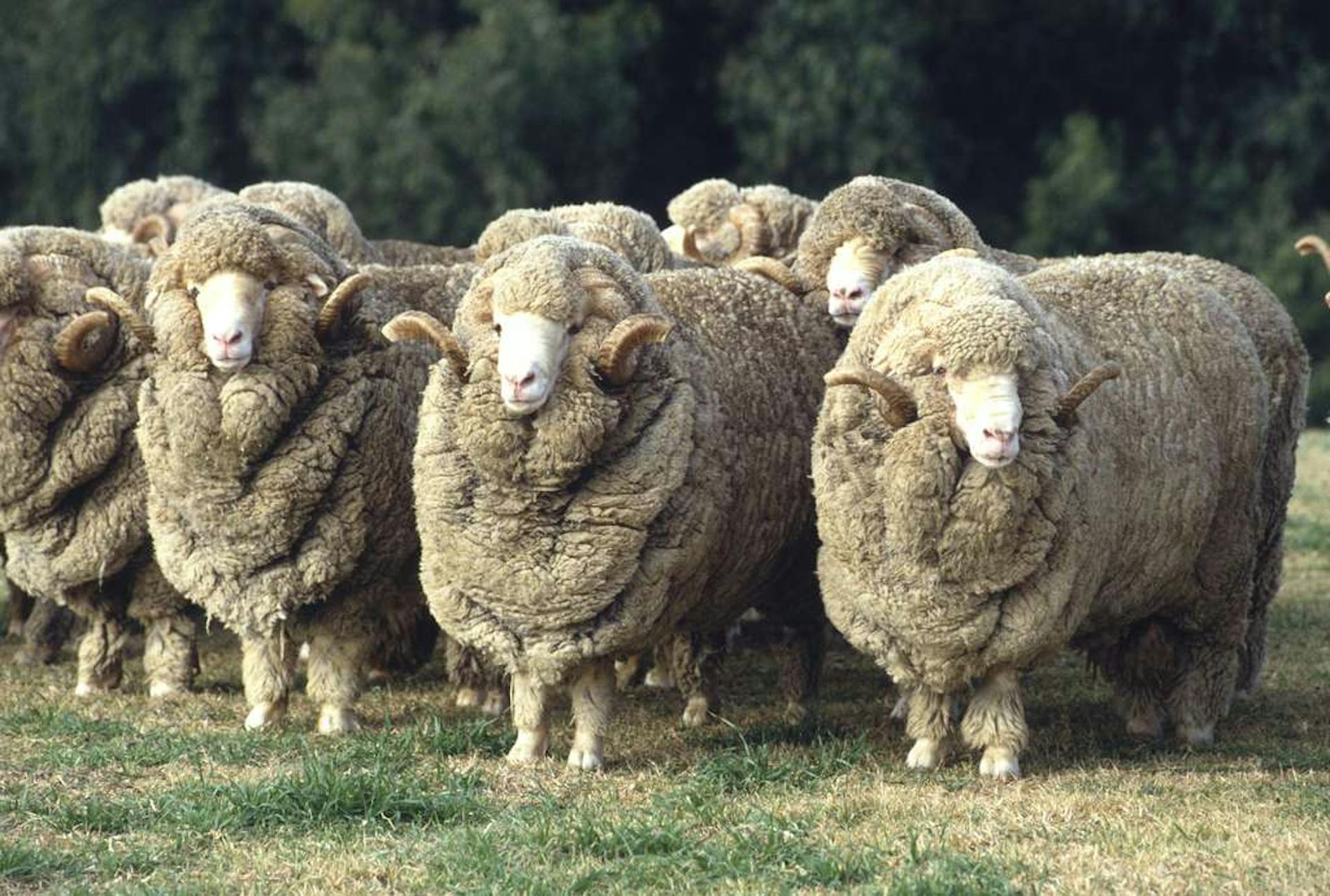 La Laine, 3e partie : la laine de mouton, d'agneau et le mérinos -  Francrochet, Le Collectif