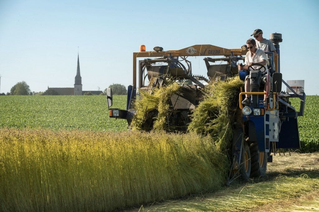 Le lin, une fibre naturelle chargée d’Histoire