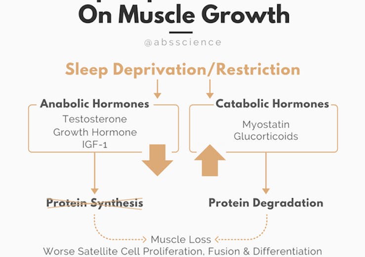 Sleep deprivation effect on muscle growth