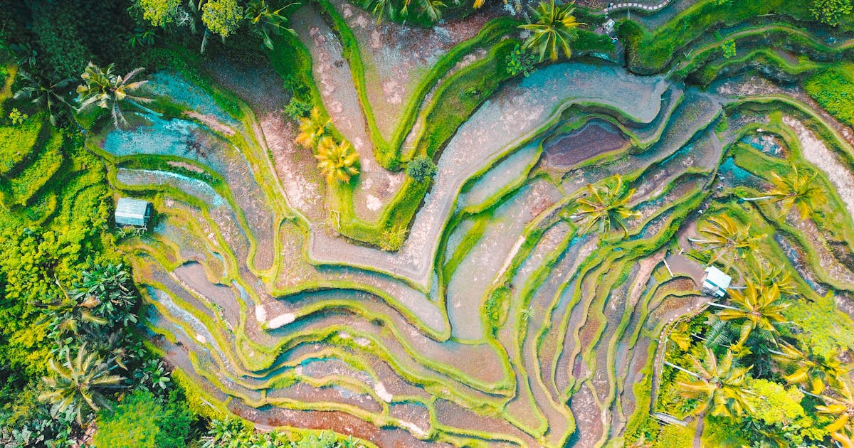 Beautiful colors and shapes of the Tegallalang rice terrace in Indonesia