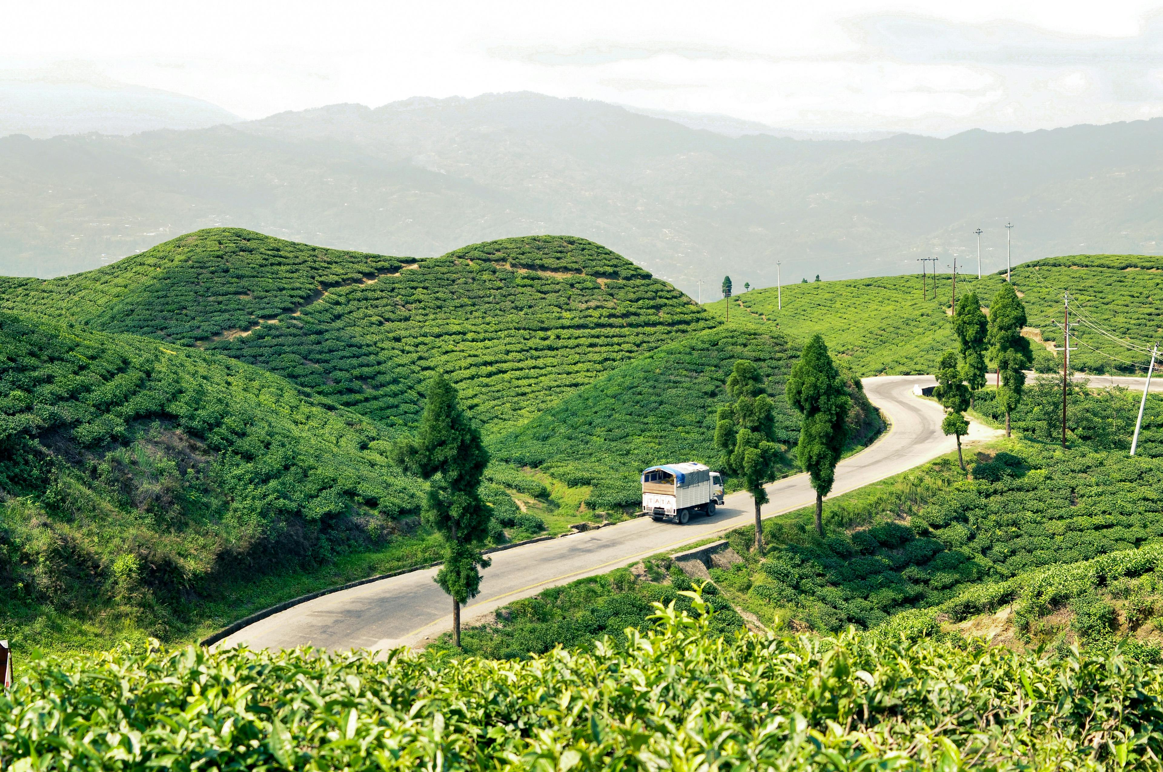 Bus traveling through tea field in Eastern Nepal