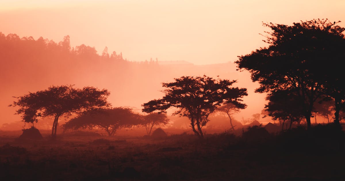 The silhouette of trees and grass can be seen through the dust during a vivid orange sunset