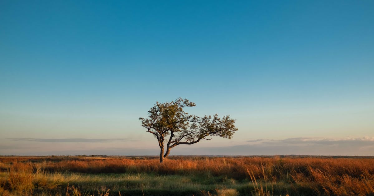 View of a tree surrounded by dry grass under the blue sky in Madagascar