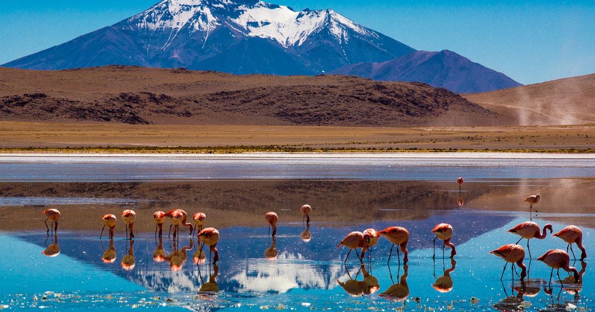 Flamingos are standing in a body of water with a mountain in the background during the daytime.