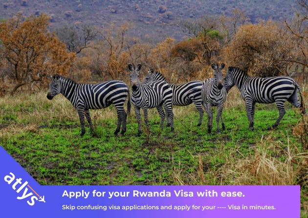 Zebras on the African plains of Rwanda. They can be seen standing on a green patch of grass.