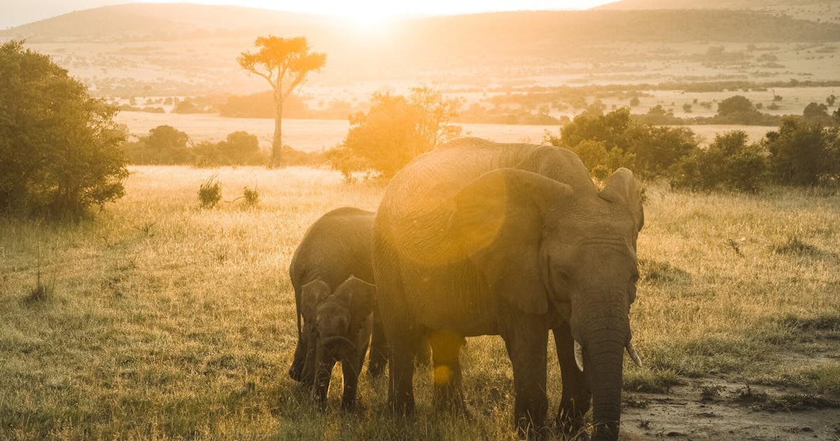 Photo of two elephants walking through grass during sundown