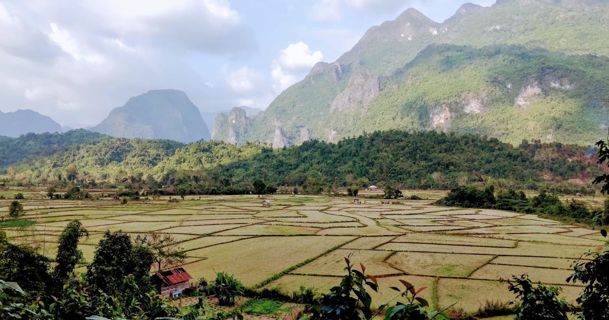 Lush-green rice field in Laos