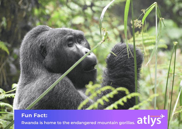 Gorilla that can be seen eating plants in the plains of Rwanda.