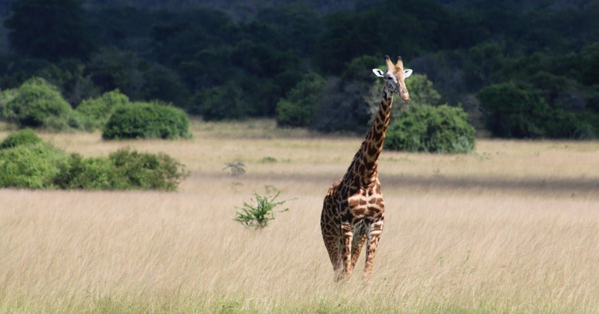Giraffe standing in the tall grass somewhere in Rwanda