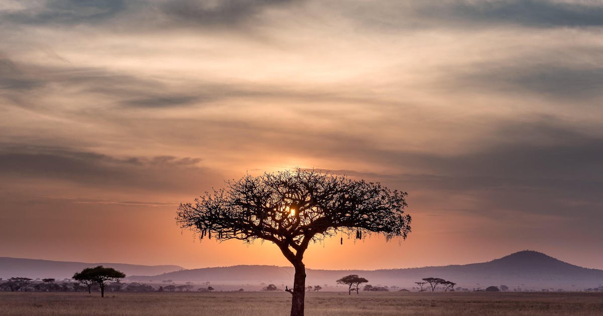 Silhouette of a African tree , surrounded by sand of dry plants. A beautiful sunset can be seen through the clouds.